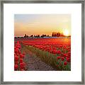 Red Tulip Sunset Framed Print