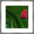 Red Tulip With Leaves Framed Print