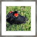 Red-winged Blackbird 1985-041321-2 Framed Print
