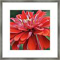 Red Zinnia Flower Close Up Macro Framed Print