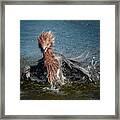 Reddish Egret Bathtime Framed Print