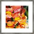 Reddish Golden Snapdragon Flowers Framed Print