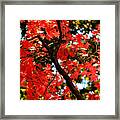 Reds Of An Autumn Afternoon No.2 - An Annapolis Impression Framed Print