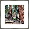 Redwood Mountain Grove Sequoias Framed Print