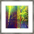 Redwoods Rainbow Framed Print