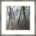 Reflection Of Reeds 2 Framed Print