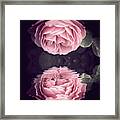 Reflection Of Rose Framed Print
