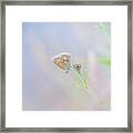 Resting Common Blue Butterfly Framed Print