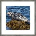 Resting Grey Seal Framed Print