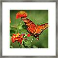 Resting Gulf Fritillary 8 Butterfly Lantana Flower Wildlife Art Framed Print