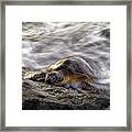 Resting Honu Framed Print