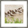 Resting Semipalmated Sandpipers Framed Print
