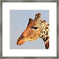 Reticulated Giraffe (giraffa Reticulata), Portrait, Samburu National Reserve, Kenya Framed Print