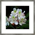 Rhododendron Bloom Framed Print