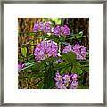Rhododendron Fairyland Framed Print