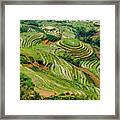 Rice Terraces In Sapa Framed Print
