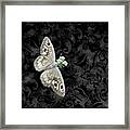 Riding's Satyr Butterfly Framed Print