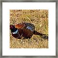 Ring Neck Pheasant Framed Print