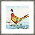 Ring-neck Pheasant In The Snow Watercolor Framed Print
