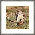 Ring-necked Pheasant Call Of The Wild Framed Print