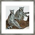 Ring-tailed Lemurs Cps Framed Print