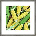 Ripe Corn - Food Background Framed Print