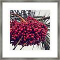 Ripe Dates (date Fruit) Ready To Be Collected Framed Print