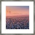 Rising Sun Over Cotton Plantation In Tennessee Panorama Framed Print