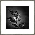 River Plant Blades Black And White Framed Print