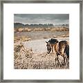 Roaming Free - Horse Art Framed Print