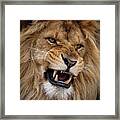 Roaring Lion Framed Print