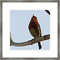 Robin Sings It Loud Framed Print