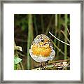 Robin Framed Print