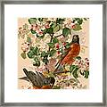 Robins 1896 Framed Print