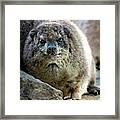 Rock Hyrax Looking At You Framed Print