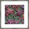 Rock Stars And Anemones Framed Print