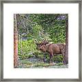 Rocky Mountain Elk Molting Framed Print