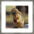 Rocky, The Squirrel #1 Framed Print