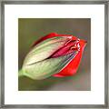 Romancing  The Red Tulip Bud Framed Print