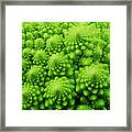 Romanesco Broccoli Framed Print