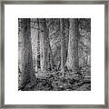 Roosevelt Grove Framed Print