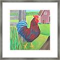 Rooster Says Cockle-doodle Dooo Framed Print