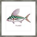 Roosterfish Framed Print