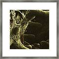 Root Surface Framed Print