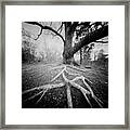 Rooted Down Framed Print