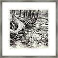 Roots And Silent Forest Iv. Framed Print