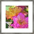 Rose 114 Framed Print