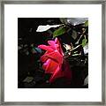 Rose 14 Framed Print