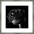 Rose #3, January 2017 Framed Print