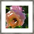 Rose And Bee In The Sunshine Framed Print